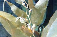 Seahorse Amid the Seaweed