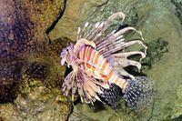 Fancy Lion Fish