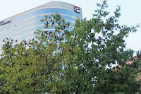 Birds Over Nashville