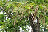 Indian Bean Tree