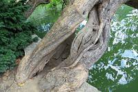 View Through the Tree