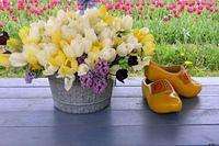 Tulips and Clogs