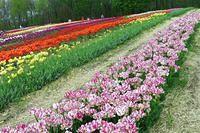Tulips Everywhere