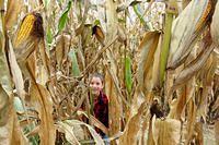 Thomas Amidst the Stalks