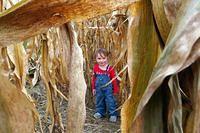 Framed By Corn Stalks
