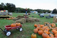 King of the Hay Bales