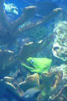Found the Moray Eel