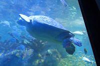 Green Sea Turtle Passing By