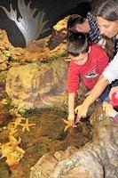 Gentle Starfish Touching