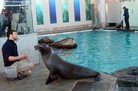 Seal Training