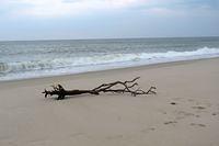 Smooth Beach With Tree
