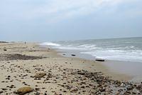 Debris On Nauset Beach