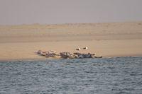 Seals Sunning Across From Lighthouse Beach