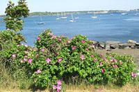 East End Beach Portland
