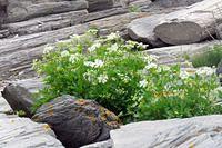 Flowers Amid the Rocks