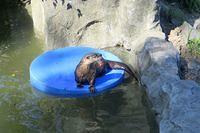 Preening Otter