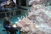 Feeding the Little Blue Penguins