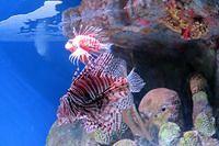 Lion Fish