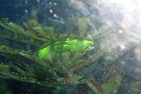 Green Anaconda in the Coral