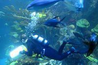 Feeding Time in the Big Tank