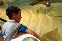 Petting a Stingray