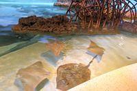 Touch Tank Stingrays