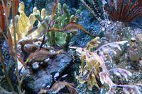Leafy Seadragon
