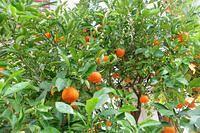 Orange Tree