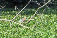 Small Green Heron