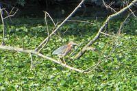 Small Green Heron