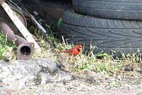 Beauty Amid the Trash