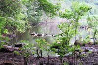 Rock Wall Peeking Through