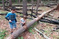 Sibling Bark Stripping