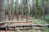 Forest Fire Recovery