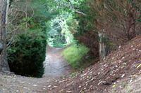 Early Morning Pathway
