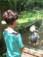 Enjoying the West-African Crowned Crane Antics