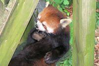 Red Panda
