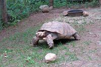 African Spurred Tortoise Doing His Laps